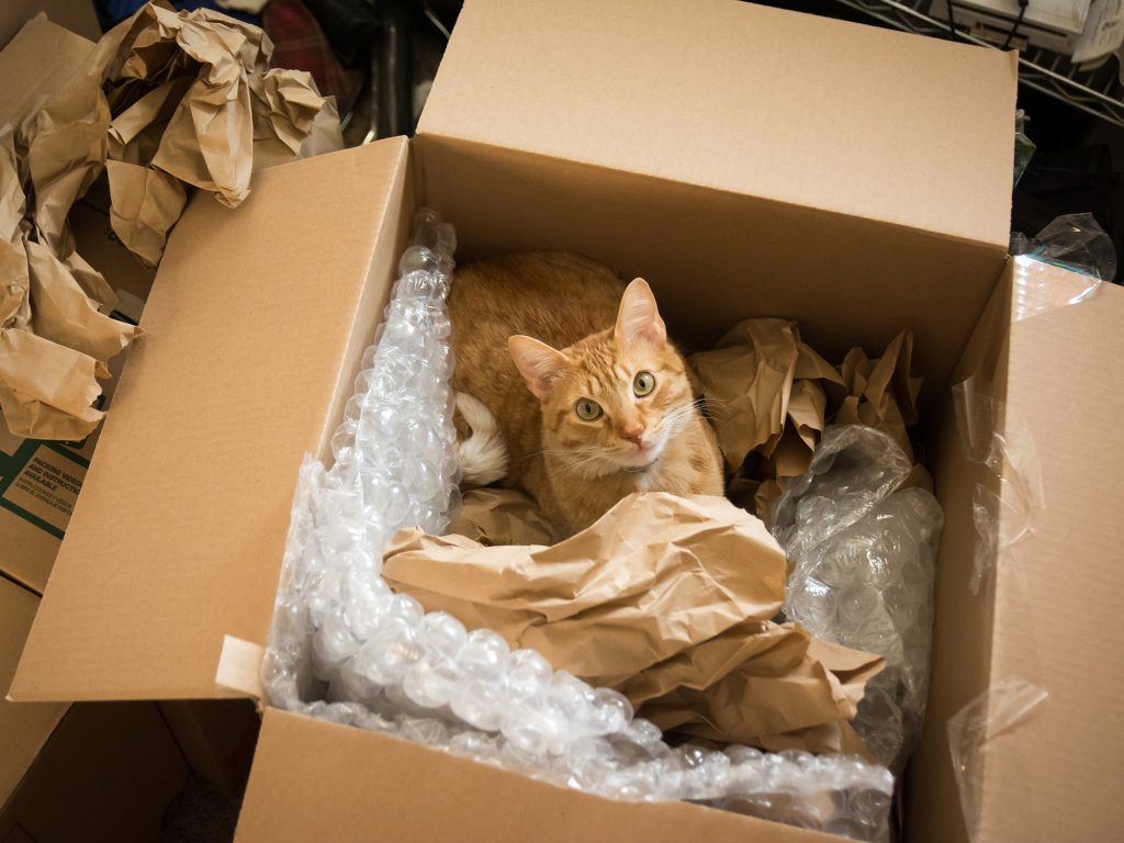 10 Tips For Moving With Pets Edmonton Movers