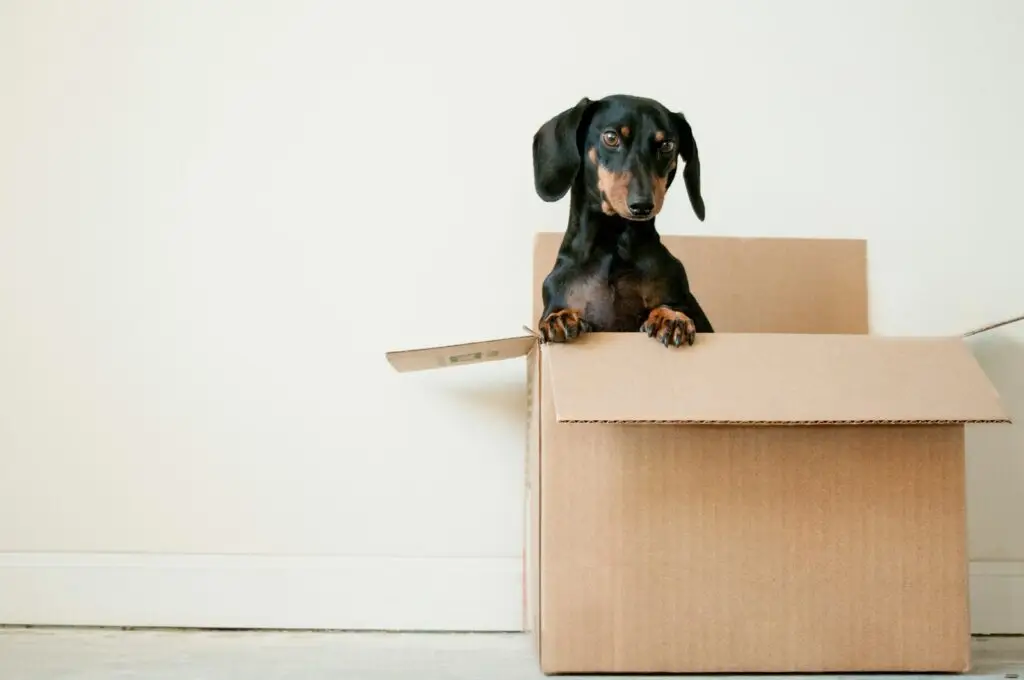 Edmonton moving companies