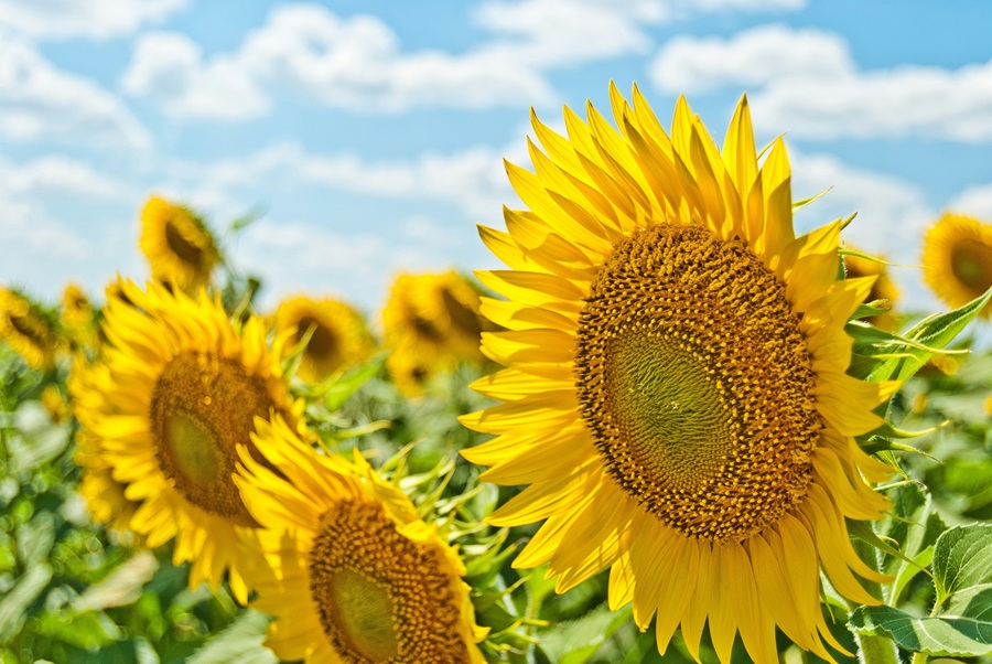 Close-up of bright yellow sunflowers blooming in a field under a partly cloudy blue sky.